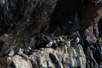 Aves en Harstad, Noruega