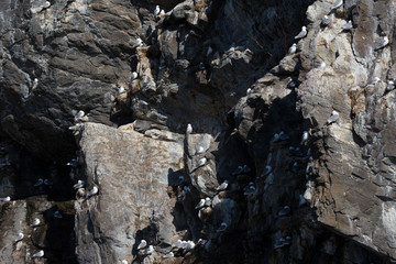 Aves en Harstad, Noruega