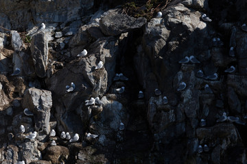 Aves en Harstad, Noruega