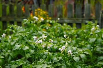 Obraz premium Potato plants with white and yellow flowers in a large field,