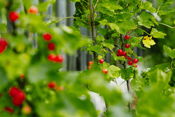 Ripe Red currants in the garden, selective focus - some berries in focus, some are not