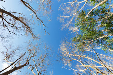 Dry tree or dead tree branches on blue sky background.