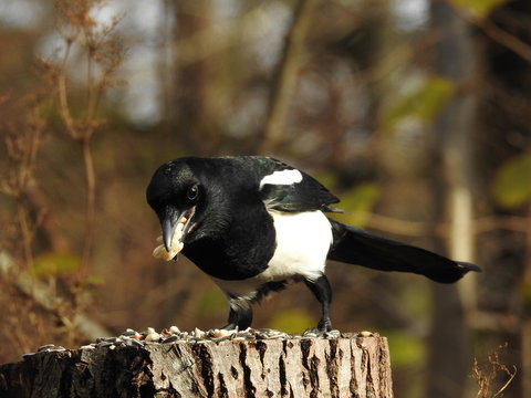 Magpie