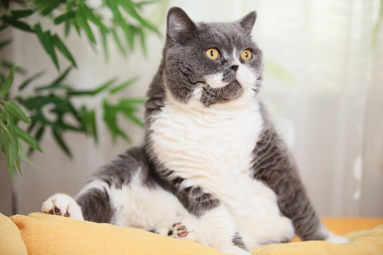 Nice fat cat