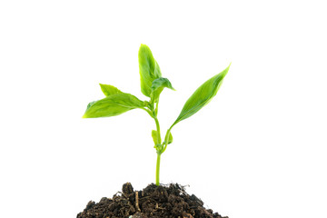 Young green plant growing from pile of soil isolated on white background.