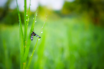 Butterfly  on green grass