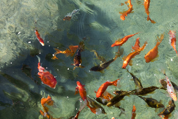 suda yüzen japon balılkları