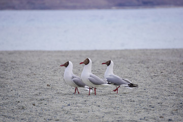 View of Pangong Lake  with bird in Leh ladakh.