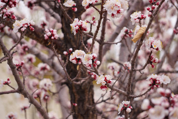 Blooming apricot tree.