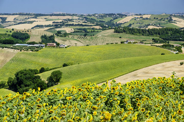Summer landscape near Monterubbiano (Fermo, Marches)