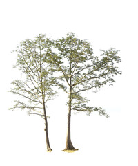 Fototapeta premium Green tree on white isolated