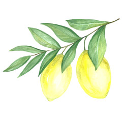 Fruit of yellow lemon in watercolor.