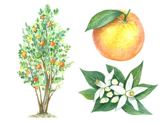 Fruit tree of orange in watercolor style. Citrus leaves and flowers.