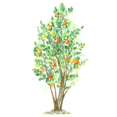 Fruit tree of orange in watercolor style. Citrus leaves and flowers.