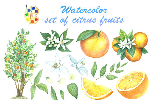 A large set of watercolors oranges.