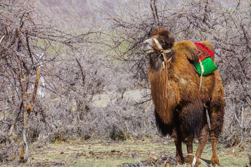 Camels safari in Nubra Valley, Ladakh, India