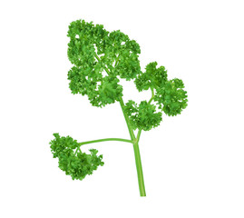 Parsley isolated on white background