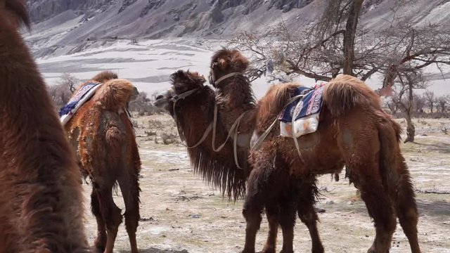 Camels safari in Nubra Valley, Ladakh, India