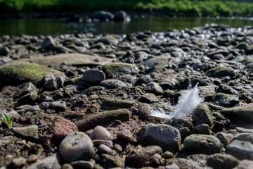 bird's calling card