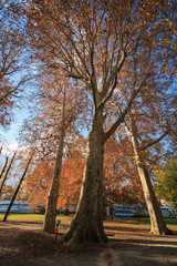 platani in autunno nel parco di villa Erba - Cernobbio