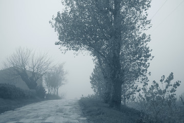 Landscape in the autumn mist, trees and road