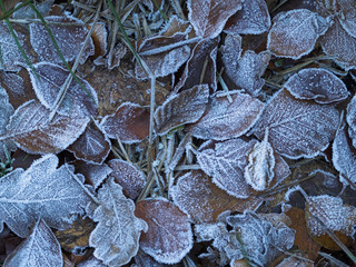 Fallen autumnal leaves covered with ice crystals from heavy frost