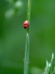 11 spot ladybird on leaf (Coccinella undecimpunctata)