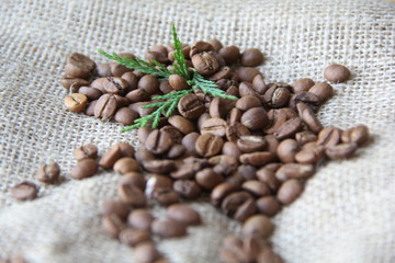 COFFEE SEEDS-PLANT-CUVAL