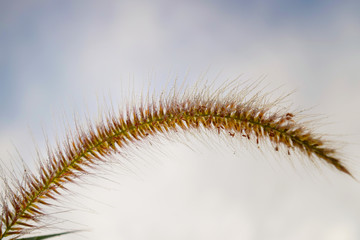 grass flower and sky