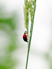 11 spot ladybird on leaf (Coccinella undecimpunctata)