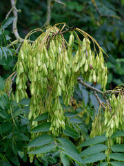 Seeds of the Ash Tree  (Fraxinus sp.) - 181137330