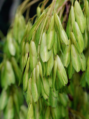 Fototapeta premium Seeds of the Ash Tree (Fraxinus sp.)