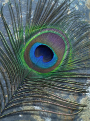 Obraz premium Detail of Peacock feather