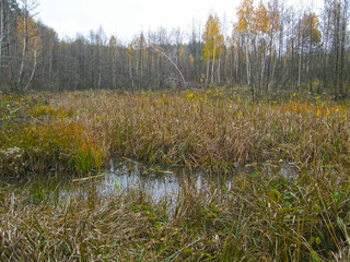 Wet lake in the forest.