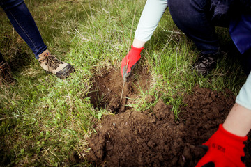Fototapeta premium Planting trees