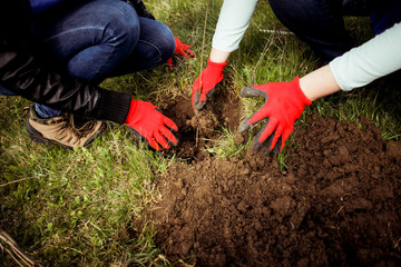 Fototapeta premium Planting trees