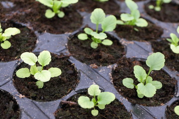 Annual flower seedlings in plastic flowerpots in the modern greenhouse in spring