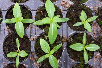 Annual flower seedlings in plastic flowerpots in the modern greenhouse in spring