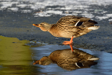 Stockenten  trinkt am Eisloch, Winter