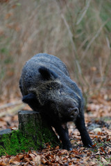 Schwarzwild kratzt sich am Baumstumpf, Maerz