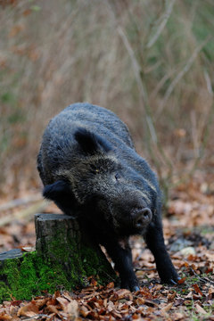 Schwarzwild kratzt sich am Baumstumpf, Maerz