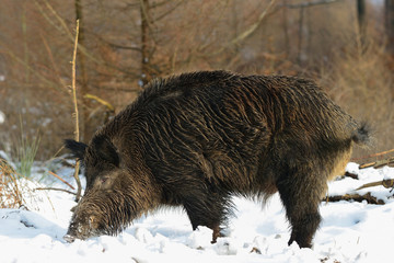 Schwarzwild, Keiler im Winter