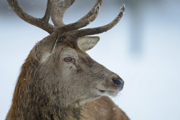 Rothirsch im Winter, Kopf Portrait, Rotwild, (cervus elaphus)