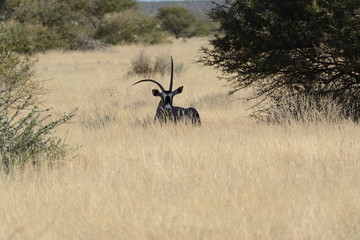 Obraz na płótnie Canvas Antelope in Namibia