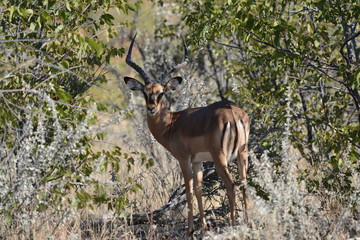Deer in Namibia