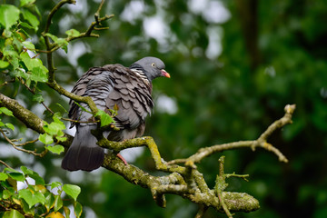 Ringeltaube