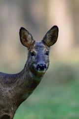 Rehwild, Ricke Kopf Portrait, Maerz