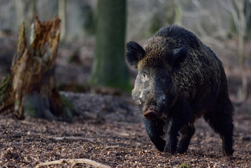 Schwarzwild, Keiler im Maerz