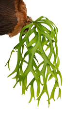 Staghorn fern, ornamental tropical plant isolated on white background, clipping path