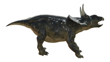 3D Rendering Dinosaur Diceratops on White